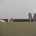 Our award winning photo from a bunnspace photocontest.