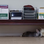 One of the four pictures of the two guys sitting under the coffee table that I used for my 2012 holiday photo