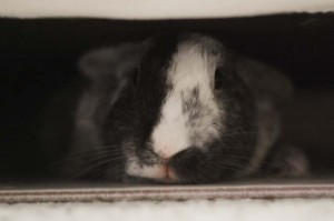 Pepper Under Her Couch