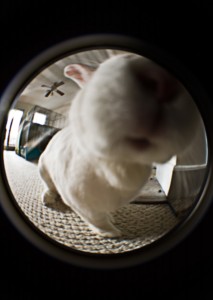 badger-fisheye-hippo