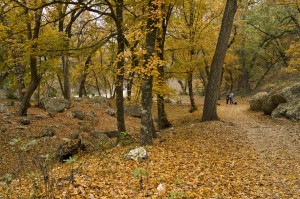 Lost Maples State Natural Area