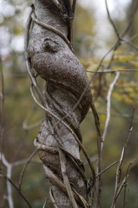 Livingston Lake State Park