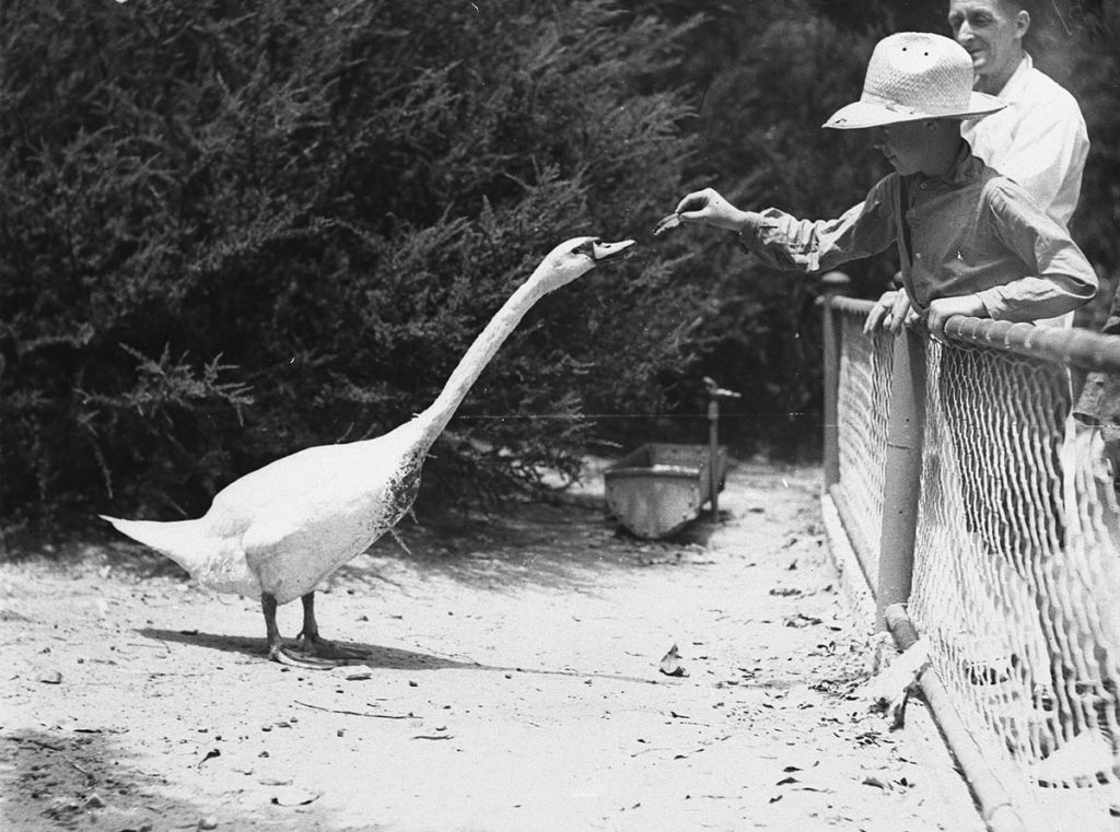 black and white photograph of a boy feeding a swan, Taronga Park Zoo, Sydney, 2nd January, 1935. by Ted Hood